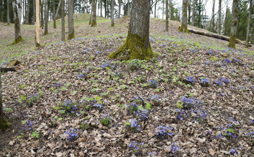 18_SamyluII_1 (2).jpg